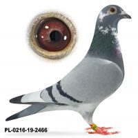 PL-0216-19-2466