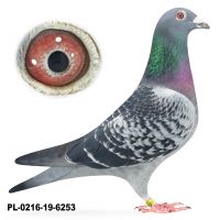 PL-0216-19-6253