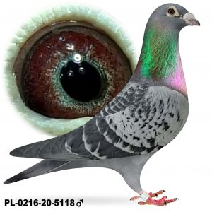 PL-0216-20-5118 Samiec z gołębnika lotowego