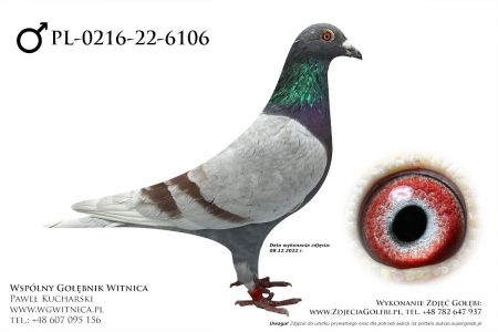 PL-0216-22-6106: Centrum Hodowlane Europa, min 71m, 95m Gołąb z hodowli: Centrum Hodowlane Europa