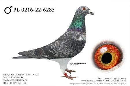 PL-0216-22-6285: Centrum Hodowlane Europa, min 1m Gołąb z hodowli: Centrum Hodowlane Europa