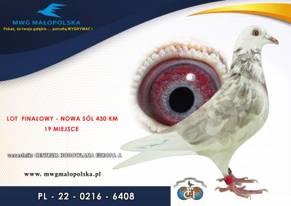 PL 0216 22 6408 – org. Centrum Hodowlane Europa - 32 AS _Gołąb na 1500 przyjętych gołębi - 19m – Finał 430km!!! 29m - wyścig  numer 3!!! (SAMCZYK!!!)