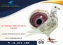 PL 0216 22 6408 – org. Centrum Hodowlane Europa - 32 AS _Gołąb na 1500 przyjętych gołębi - 19m – Finał 430km!!! 29m - wyścig  numer 3!!! (SAMCZYK!!!)