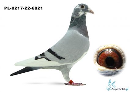 PL-0216-22-6821  SCHULZ TEAM - 65 konk z Super Cap 518 km