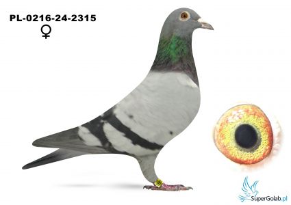PL-0216-24-2315