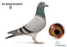PL-0216-24-2316