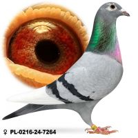 PL-0216-24-7264 Samica