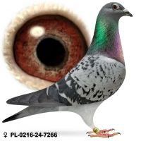 PL-0216-24-7266 Samica