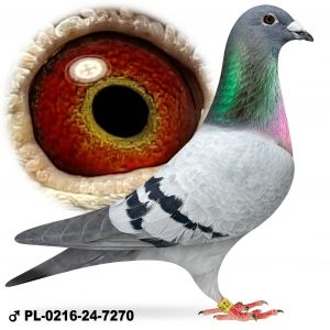 PL-0216-24-7270 Samiec