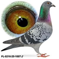 PL-0216-25-1007 Samiec po lotach gołębi młodych