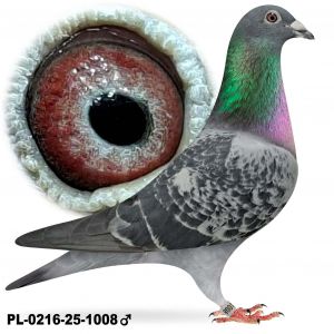 PL-0216-25-1008 Samiec po lotach gołębi nłodych