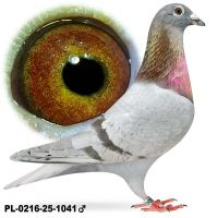 PL-0216-25-1041 Samiec po lotach gołębi młodych