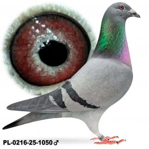 PL-0216-25-1050 Samiec po lotach gołębi młodych