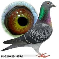 PL-0216-25-1075 Samiec po lotach gołębi młodych