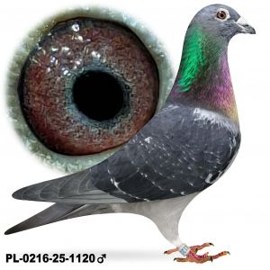 PL-0216-25-1120 Samiec po lotach gołębi młodych