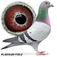 PL-0216-25-1133 Samiec po lotach gołębi młodych