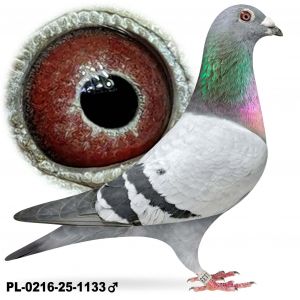 PL-0216-25-1133 Samiec po lotach gołębi młodych