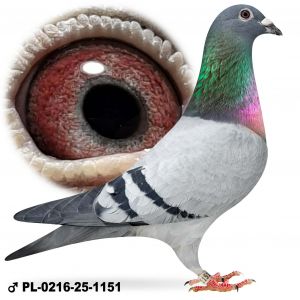 PL-0216-25-1151 młody po wdowcach samiec