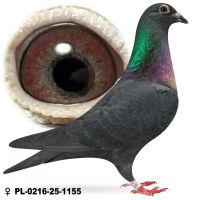 PL-0216-25-1155 młody po wdowcach samica