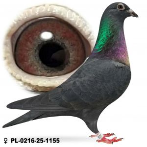 PL-0216-25-1155 młody po wdowcach samica