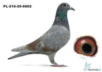 PL-0216-25-6802