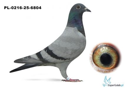 PL-0216-25-6804 