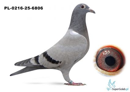 PL-0216-25-6806