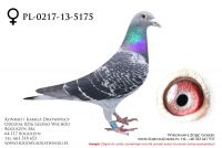PL-0217-13-5175 - samiczka
