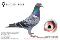 PL-0217-14-248 - samiczka