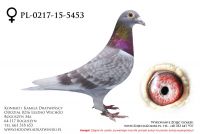 PL-0217-15-5453 - samiczka
