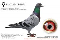 PL-0217-15-5976