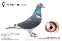 PL-0217-16-1356 - samiczka