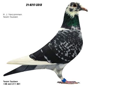 PL-0217-21-3313 H.J.VERCAMMEN