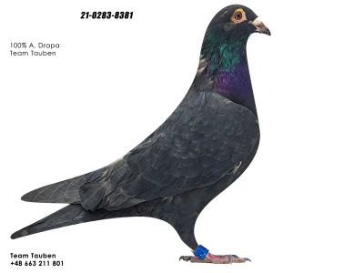 PL-0217-21-8381 100% A.DRAPA