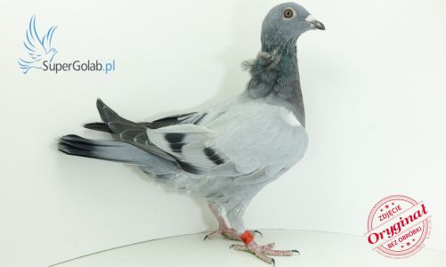 PL-0217-22-5823- Janikowski Maciej