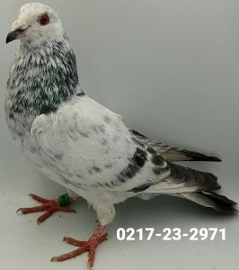 PL-0217-23-2971 100% Jos Thone