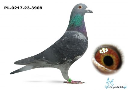 PL-0217-23-3909