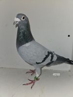 PL-0217-23-4558 + Gratis PLDE-19-1200276