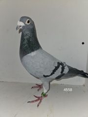 PL-0217-23-4558 + Gratis PLDE-19-1200276