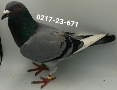 PL-0217-23-671 Rainer Puttmann