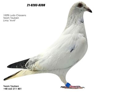 PL-0217-8398 100% L.CLAESSENS LINIA AVRIL