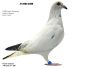 PL-0217-8398 100% L.CLAESSENS LINIA AVRIL