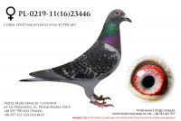 PL-0219-11(16)23446