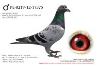PL-0219-12-17375
