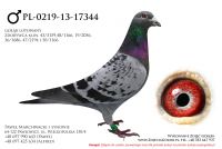 PL-0219-13-17344