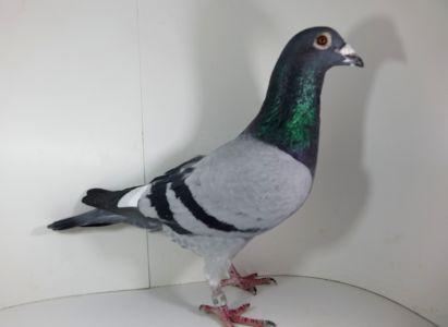 PL-0223-15-5737 - org Jan Kucharski