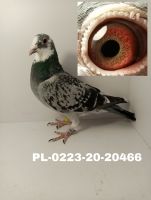 Pl-0223-20-20466