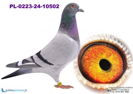 PL-0223-24-10502