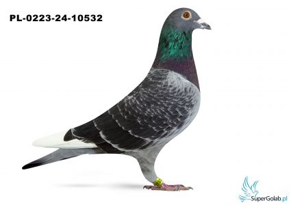 PL-0223-24-10532 - ONESTO 12 - AS Daleki Dystans 