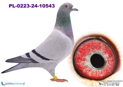 PL-0223-24-10543